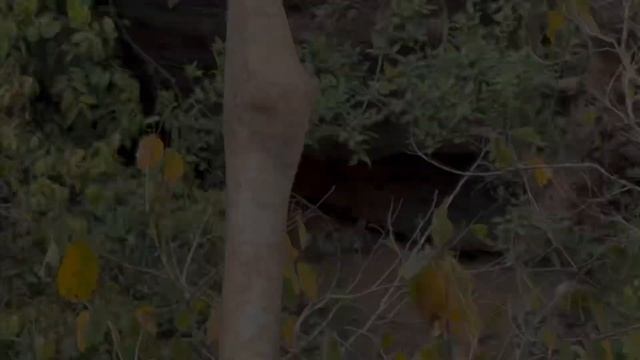 Found Full Tiger Family in zone 1 Ranthambore Safari | Ranthambore National Park | #safari #Tiger смотреть онлайн