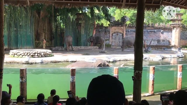 SEHARIAN LIAT HEWAN DI DI BALI SAFARI , SERUUUU 😍 смотреть онлайн