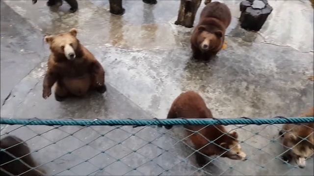 Shenzhen Safari Park Bears смотреть онлайн