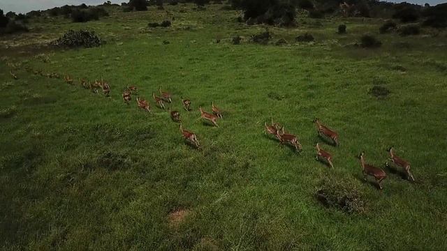 Dream of your next African Hunting Safari - LJ Safaris смотреть онлайн