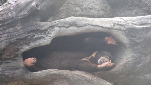 Bali Safari And Marine Park (Bali) смотреть онлайн
