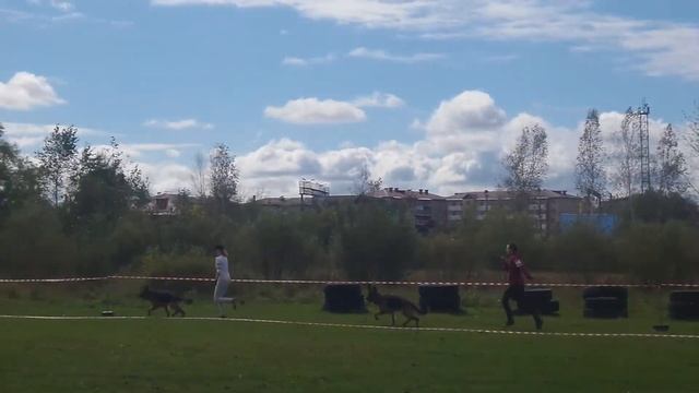 10.09.2016 Биробиджан кобели класс молодых смотреть онлайн