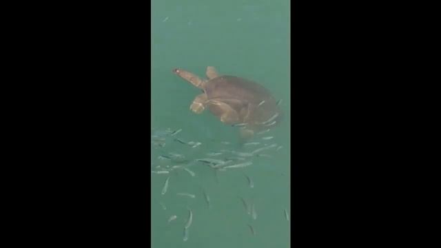 Турция Сиде черепаха 2019 смотреть онлайн