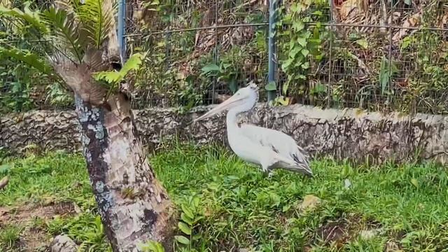 The Suse family goes to Cebu Ocean Park and Cebu Safari Adventure Park! смотреть онлайн