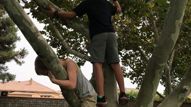Kid Safari How to Climb Trees смотреть онлайн
