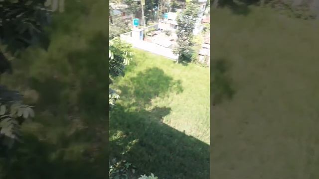 tree yard😍😊❤❤❤❤❤❤❤ смотреть онлайн