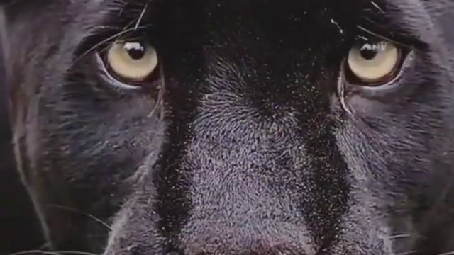 #My Brave Fight With A Lion @Rhemagalaxy2023 смотреть онлайн