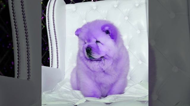 Mind-blowing Moods for Brave Doggy смотреть онлайн