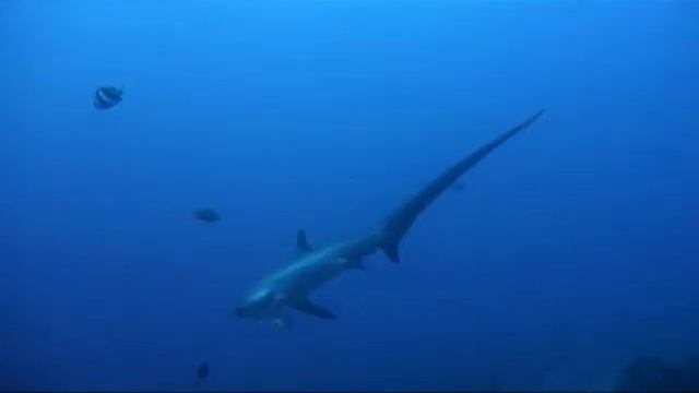 roger tour 2012 thresher shark jumping.mpg смотреть онлайн
