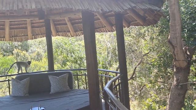 Thanda Safari - hotel walk-through смотреть онлайн