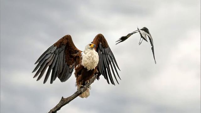 Kruger Park Safari 2022 смотреть онлайн