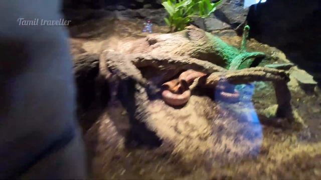 Dubai 🇦🇪 Safari Park First Time Visiting || Dubai Safari Park Full Tour смотреть онлайн