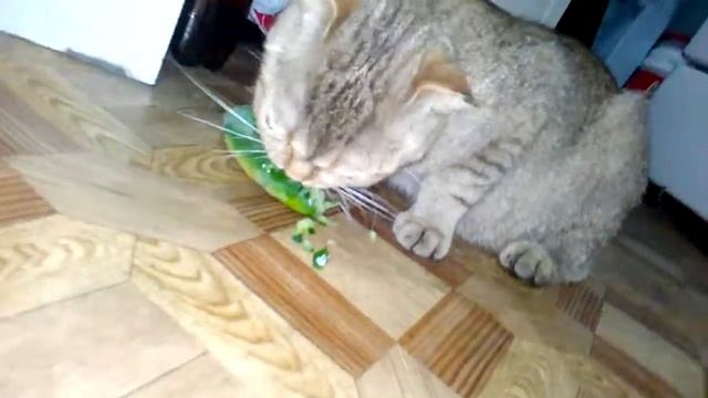 КОШКА ЕСТ ОГУРЕЦ!
