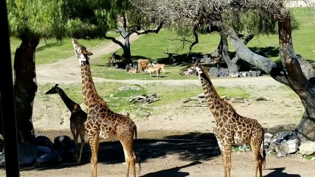San Diego Zoo Safari park смотреть онлайн