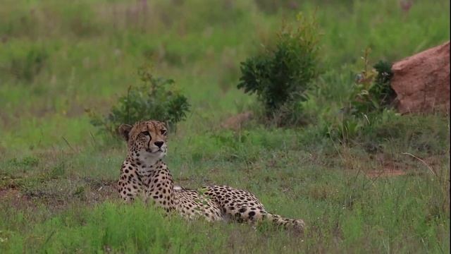 "First Time - Adventure on Safari: Haydn's Safari Adventures" #safari #africa #wildlife смотреть онлайн