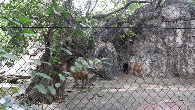 Safari World - Bangkok // Part - 5 // Family Tour // Thailand Series смотреть онлайн
