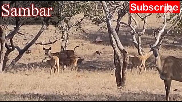 Jungle Safari I Van Vihar National Park I Tiger Safari I Bhopal I Zoo I Lake side Forest смотреть онлайн
