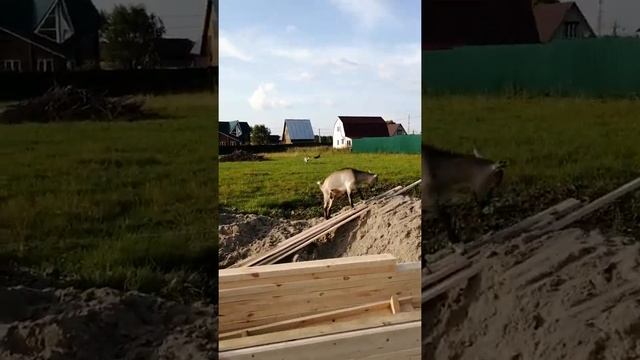 Делаем баню брус смотреть онлайн