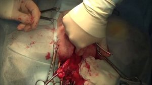 Хирургическая техника вагинэктомии у собак