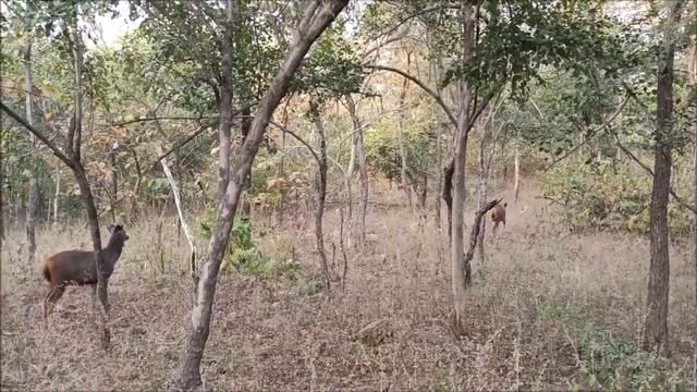 Panna national park safari||Core zone morning safari||Panna Tiger Reserve||Madhya Pradesh Tourism смотреть онлайн