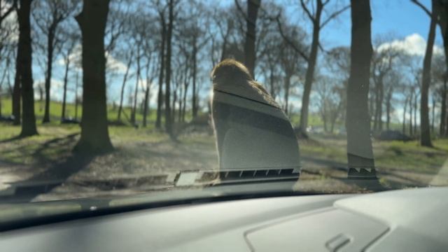 Woburn Safari Park смотреть онлайн