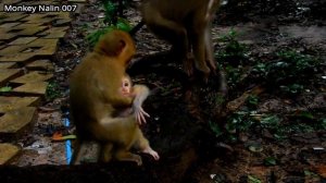 AMAZING ! Small and Cute baby monkey LEO is brave, He want to learn how to climb the tree