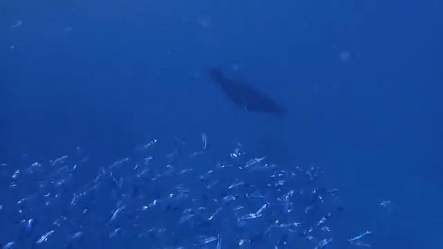 Manta Ray Safari - Maldives смотреть онлайн