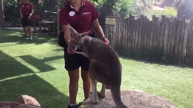SAN DIEGO ZOO SAFARI PARK !! смотреть онлайн