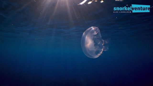 Belize Turneffe Island Resort Snorkel Safari in 60 Seconds смотреть онлайн
