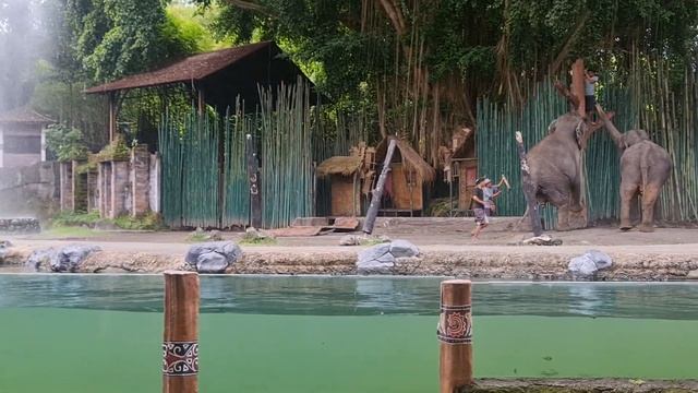 Bali safari|Elephant show|Stories by Athni смотреть онлайн