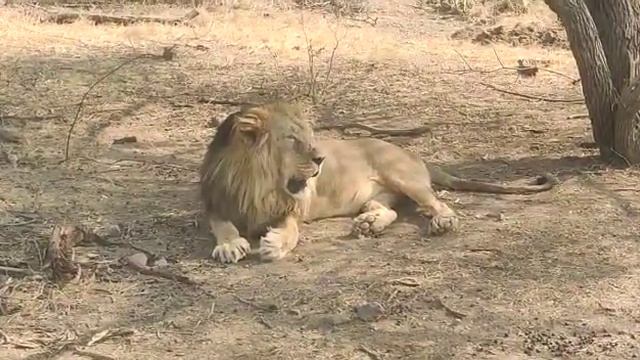 Gir lion safari park// Saumyaahan// смотреть онлайн