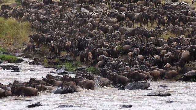 Wildebeests are crossing Mara river. Great Migration. Kenya. Tanzania. Maasai Mara National Park. смотреть онлайн