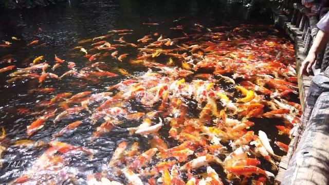 ฝูงปลาคาร์ป 🐠 [ Safari World ] | Talk and Travel EP.9-9 смотреть онлайн
