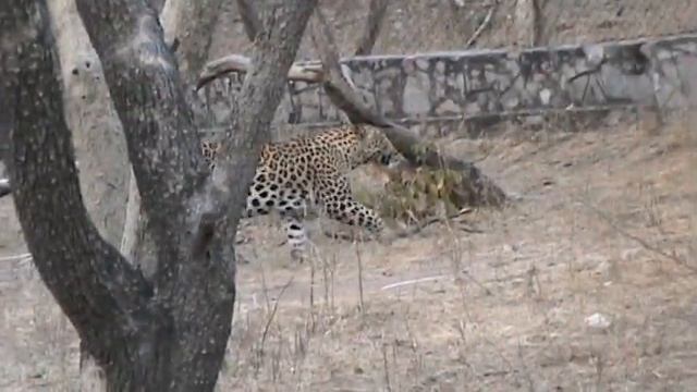 OMG....Leopard 🐆 Unbelievable Jump to kill Prey in Jhalana Leopard Safari.Amazing video of Wildlife смотреть онлайн