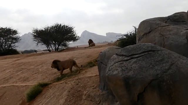 Alain Safari open lion 🦁 смотреть онлайн