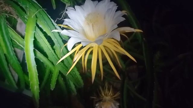 Queen of the Night|Natures Fan смотреть онлайн