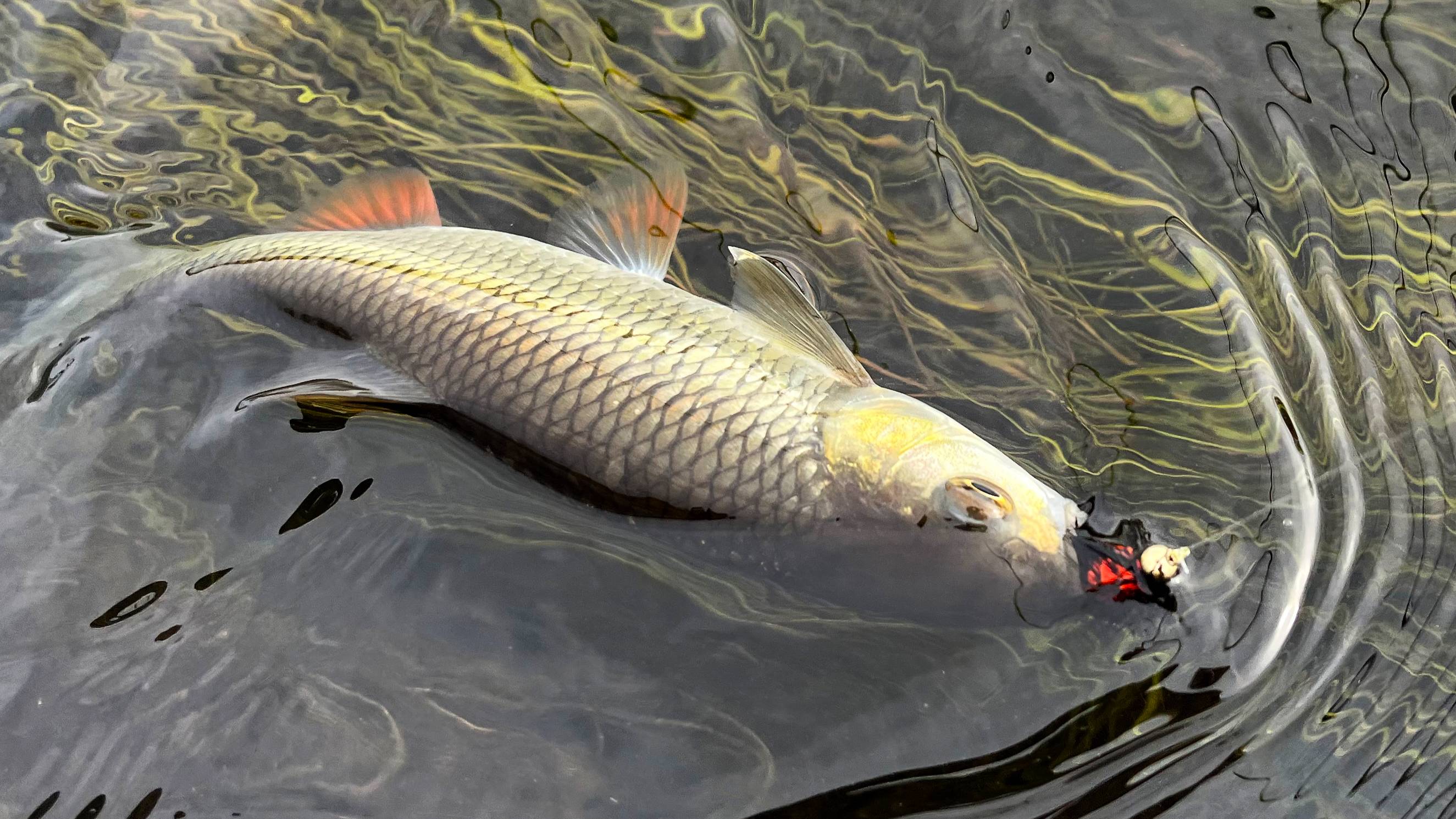 Рыбалка, ловля нахлыстом (flyfishing). Закрытие сезона 2024 г.