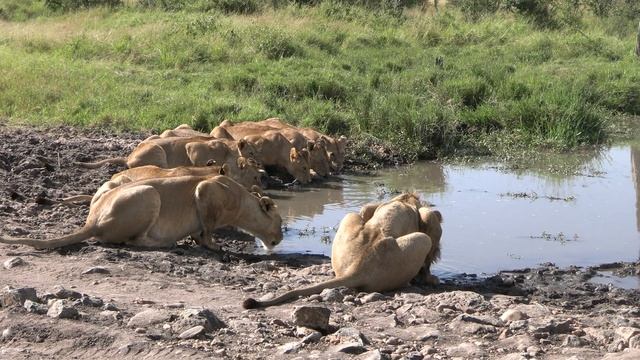 Rongai pride quenching thirst. #nature #safari #wildlife #viral #trend #trending #viralvideo смотреть онлайн