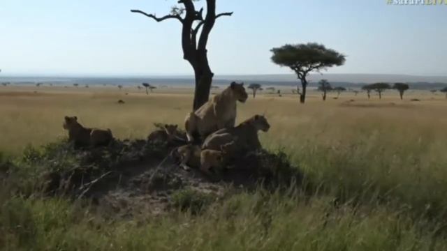 June 10, 2017- Sunrise - Still With The Sausage Pride in Kenya look at all those cubbies смотреть онлайн