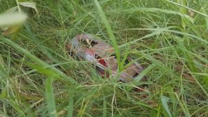 Реставрация модели суперкара Ferrari LaFerrari