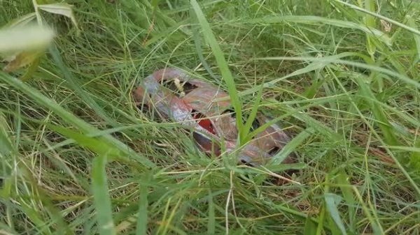 Реставрация модели суперкара Ferrari LaFerrari