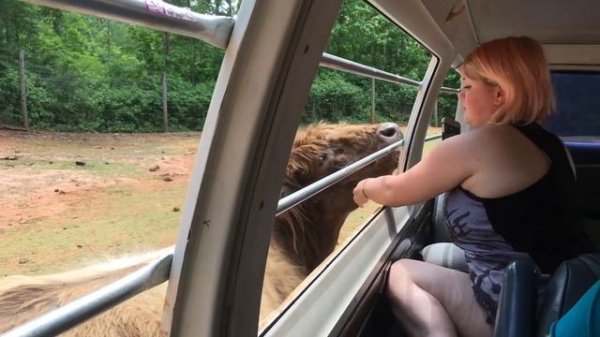 Travel Diary: Wild Animal Safari