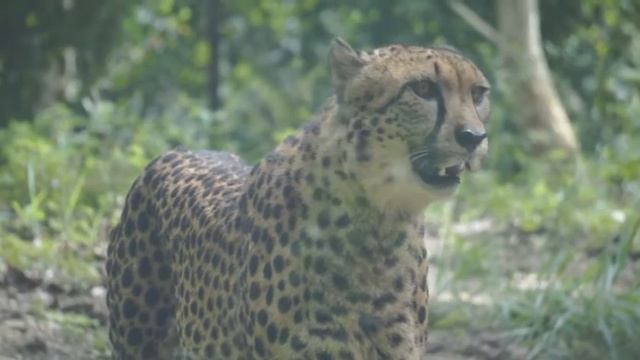 Take a Walk on the Wild Side at the Cebu Safari & Adventure Park смотреть онлайн