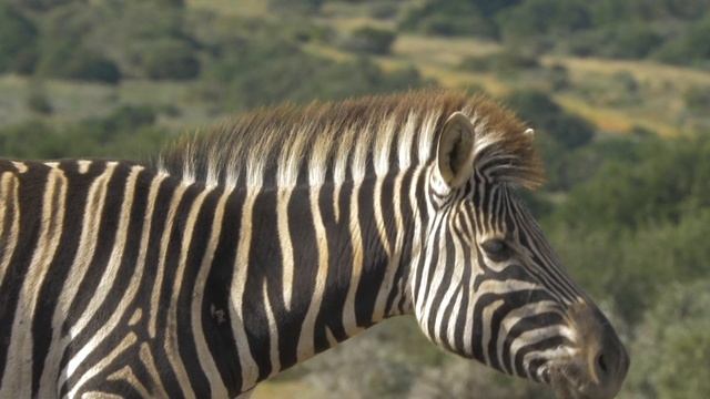 Footprints in Africa: A Walking Safari смотреть онлайн