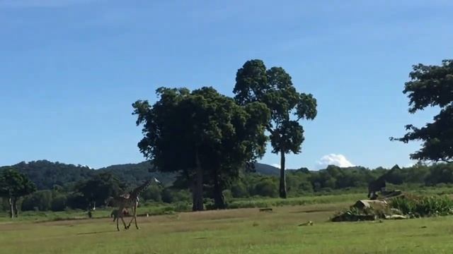 CALAUIT SAFARI смотреть онлайн