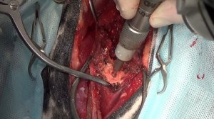 Хирургическое лечение болезни межпозвонкового диска шейного отдела позвоночника у собак