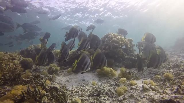 Best Dive Ever @ Raja Ampat with Sea Safari VI, December 2017 смотреть онлайн