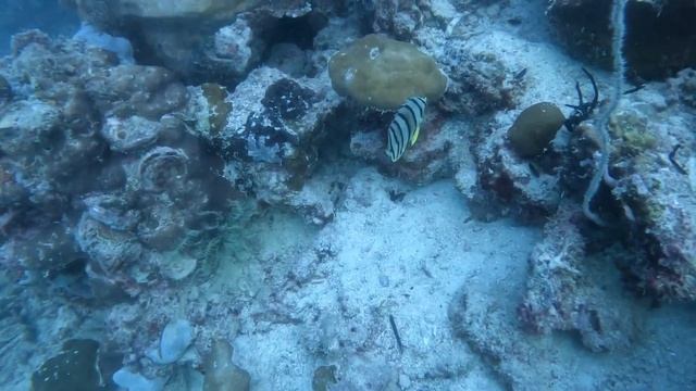 Dive Safari Day 1 - Maglami-lami смотреть онлайн