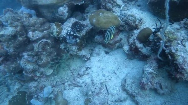 Dive Safari Day 1 - Maglami-lami