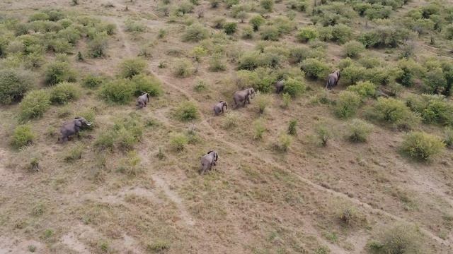 Mara Eden Safari Camp - PayPal Testimonial смотреть онлайн